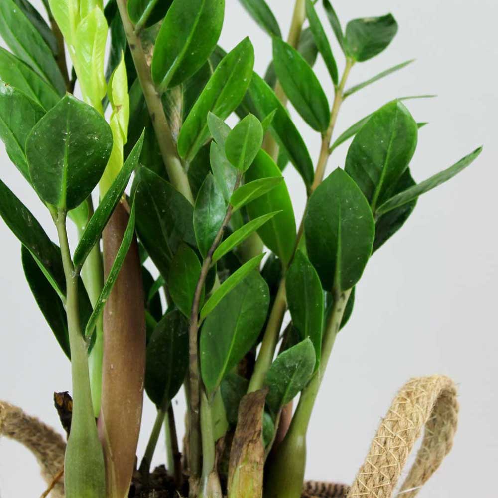 cay kim tien zz plant 3