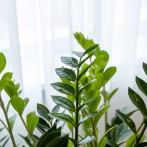 cay kim tien zz plant 5 1