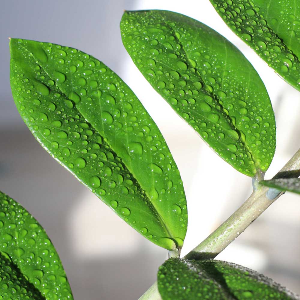 cay-kim-tien-zz-plant-6 cay kim tien zz plant 6 1