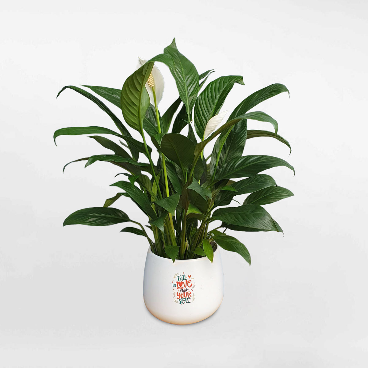 cây lan ý để bàn