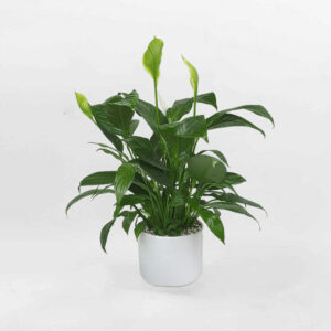 cay lan y de ban chau su mowgarden 01