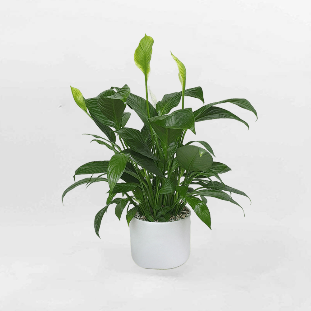 cay lan y de ban chau su mowgarden 01