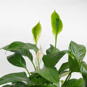 cay lan y de ban chau su mowgarden 02