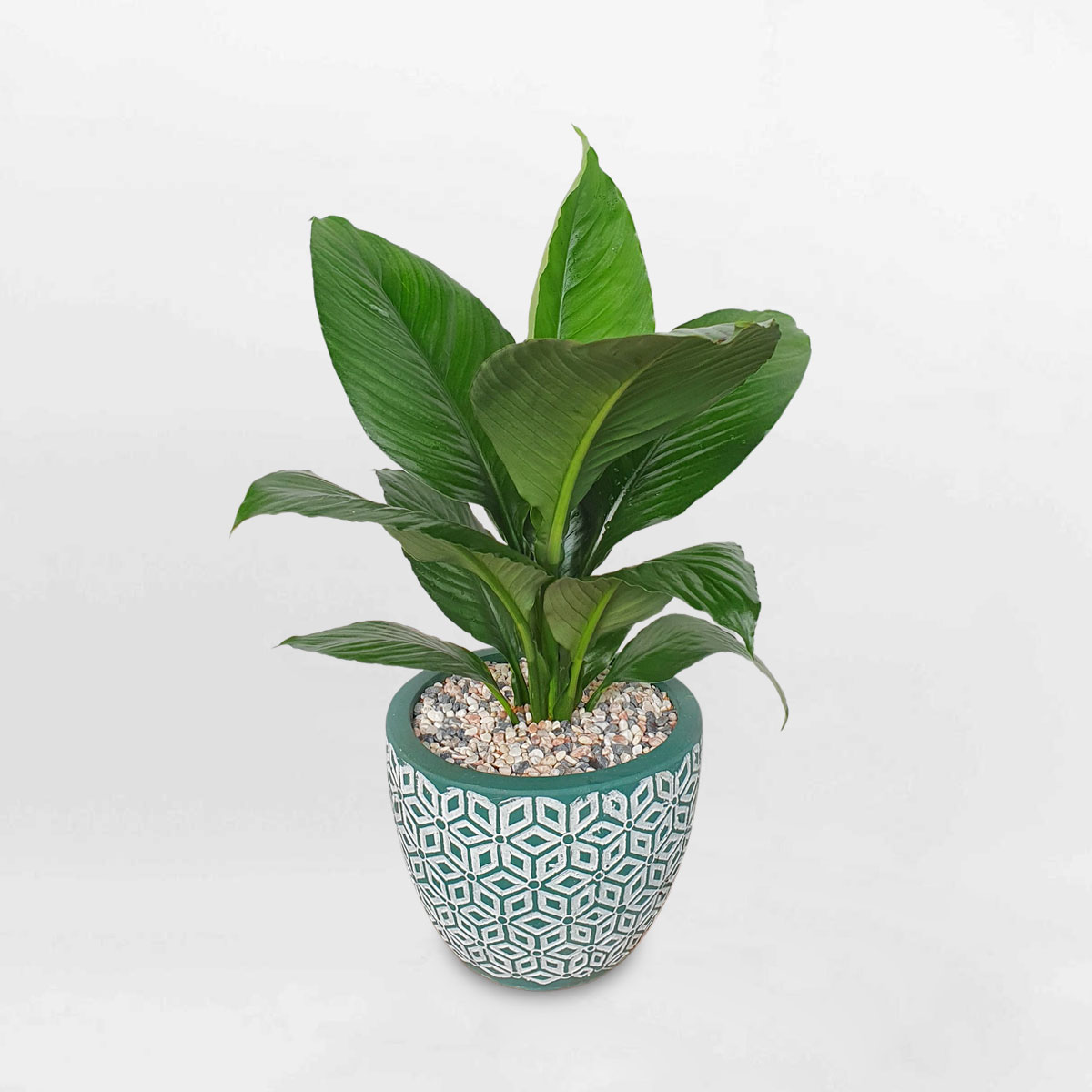 cay lan y my Spathiphyllum Sensation 1