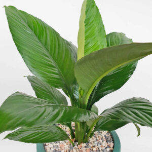 cay lan y my Spathiphyllum Sensation 2