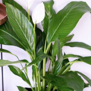 cay lan y thuy sinh 1 1