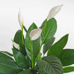 cay lan y thuy sinh 1 2