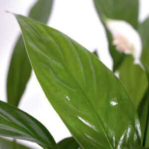 cay lan y thuy sinh 2 1