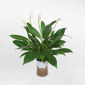 cay lan y thuy sinh 3