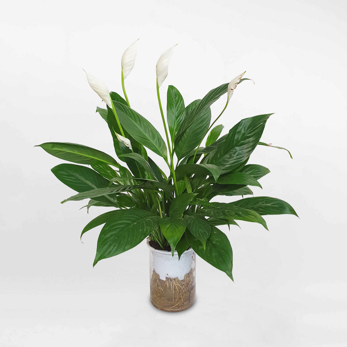 cay lan y thuy sinh 3