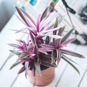 cay le ban mowgarden 02