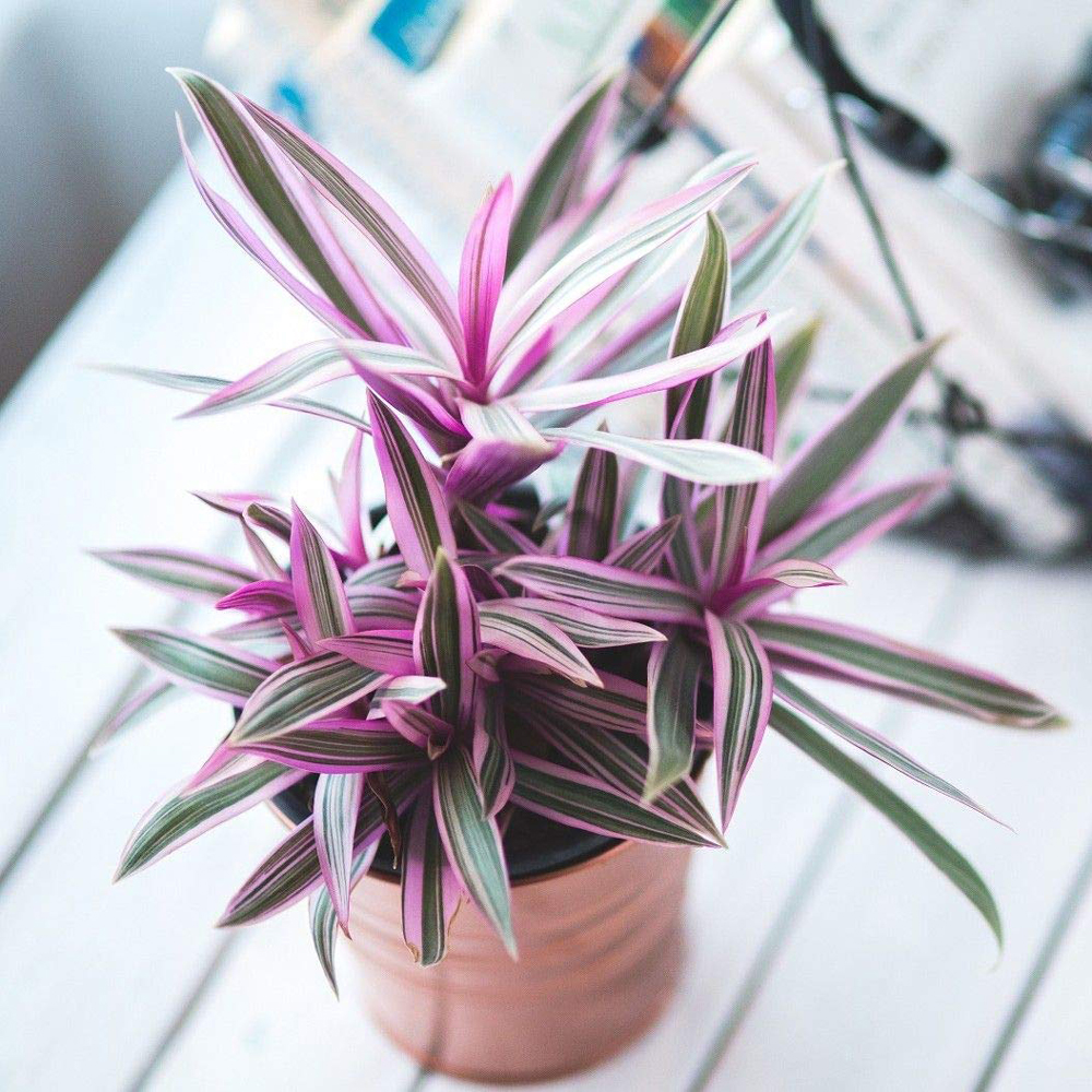 cay le ban mowgarden 02