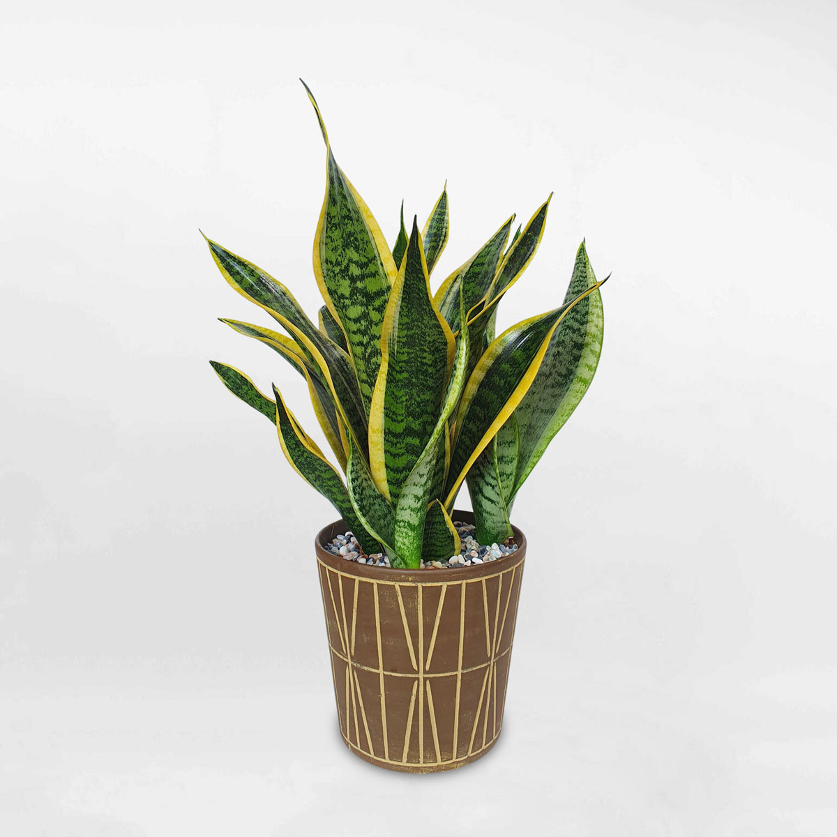 cay luo ho thai de ban 2