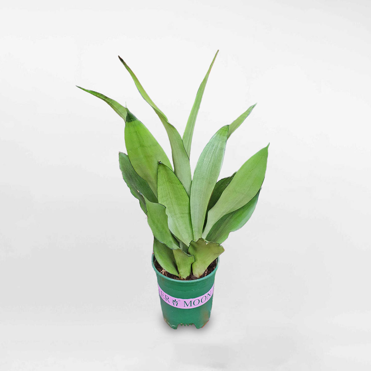 cay luoi ho bac de ban