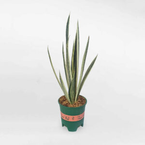 cay luoi ho bengar 1