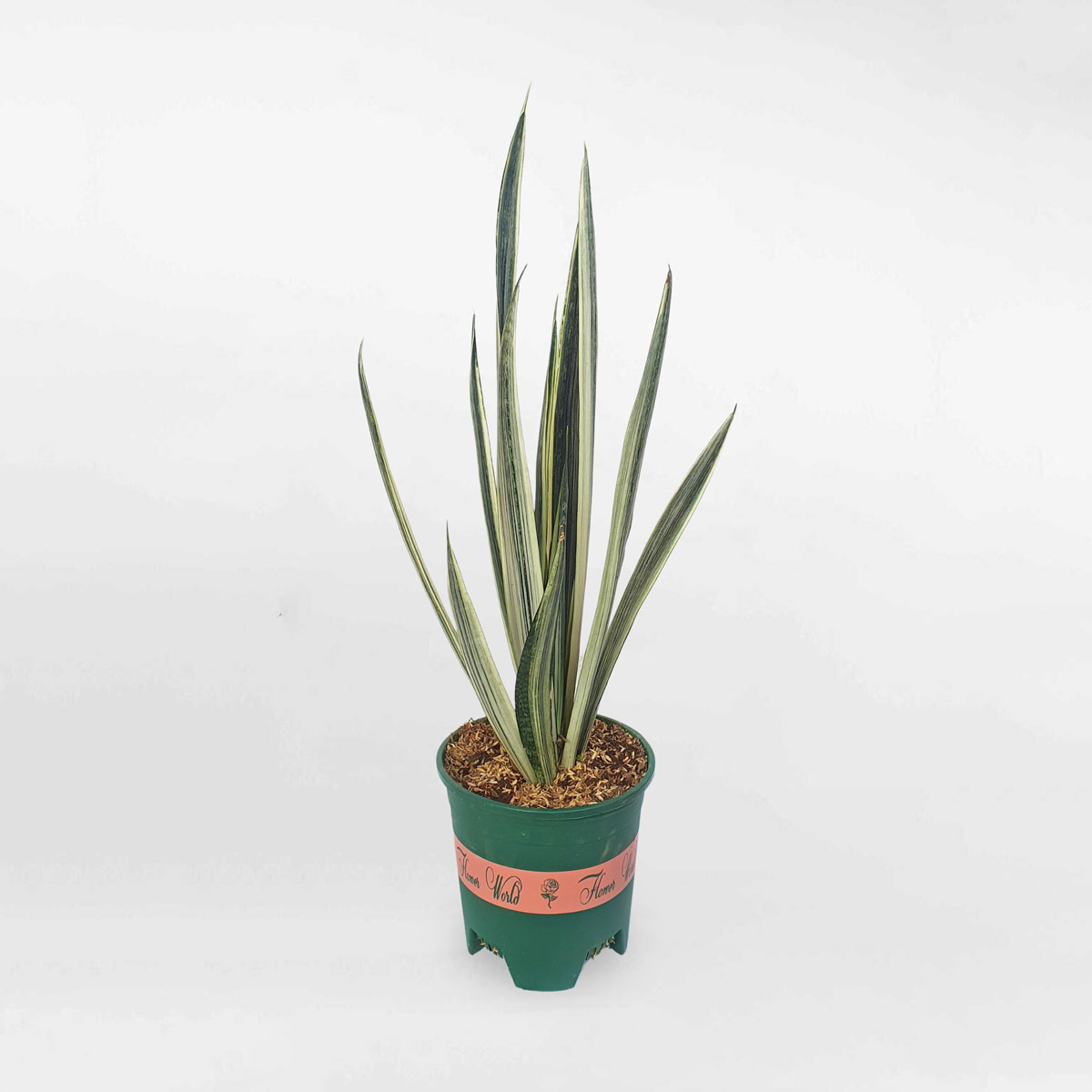 cay luoi ho bengar 1