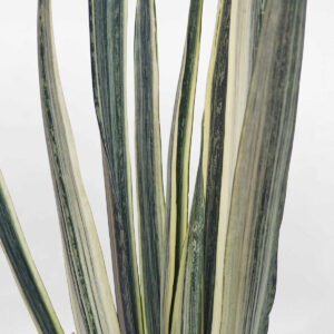 cay luoi ho bengar 2