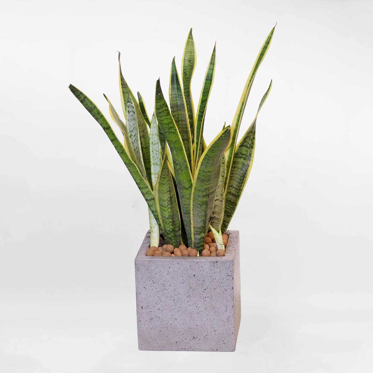 cay luoi ho chau xi mang da mai