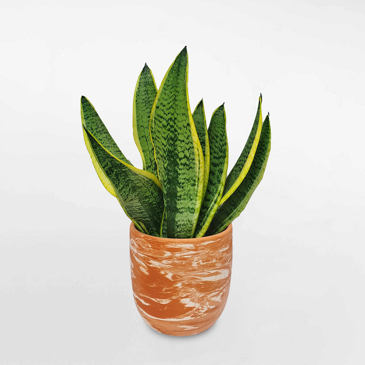 cay luoi ho de ban chau dat nung