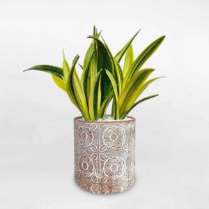 cay luoi ho hoang kim chau dat nung 1