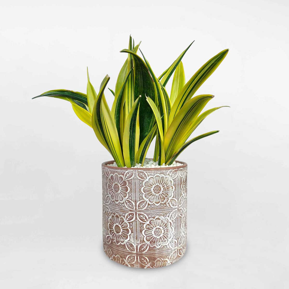 cay luoi ho hoang kim chau dat nung 1