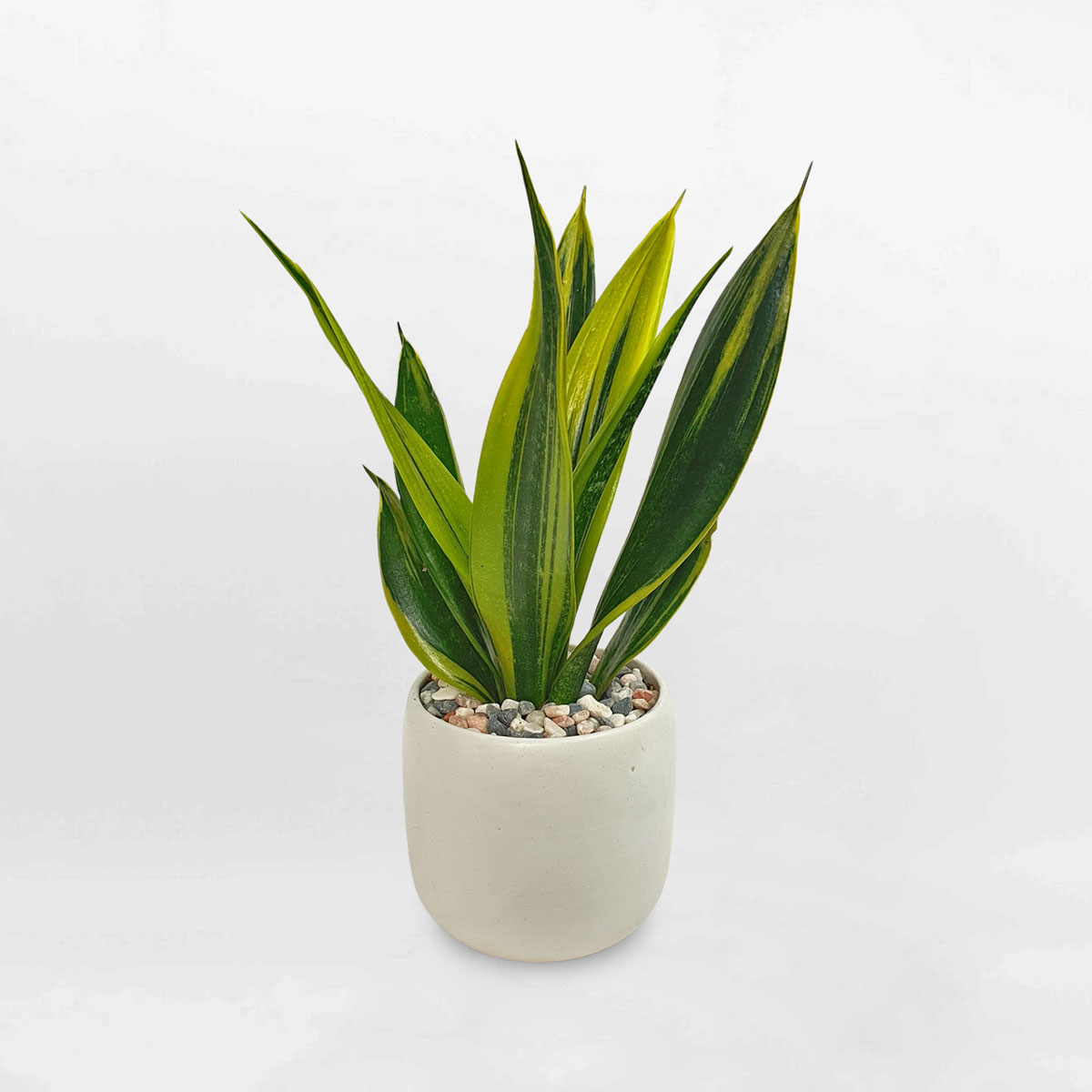 cay luoi ho hoang kim chau su 1