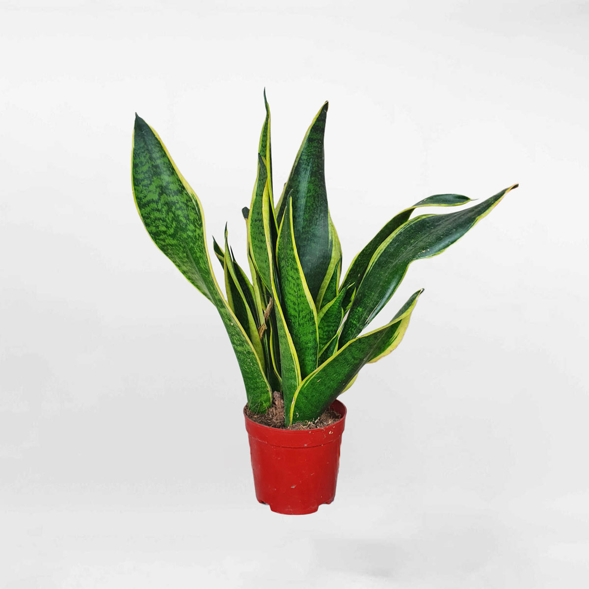 cay luoi ho thai lan de ban