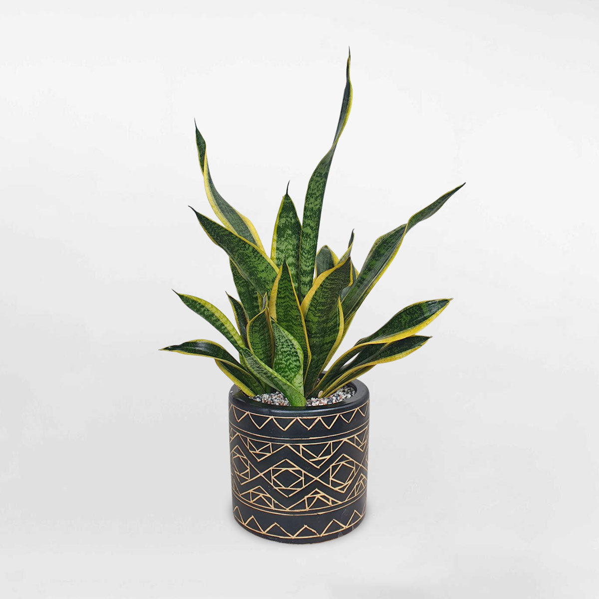 cay luoi ho thai lun de ban chau su 1