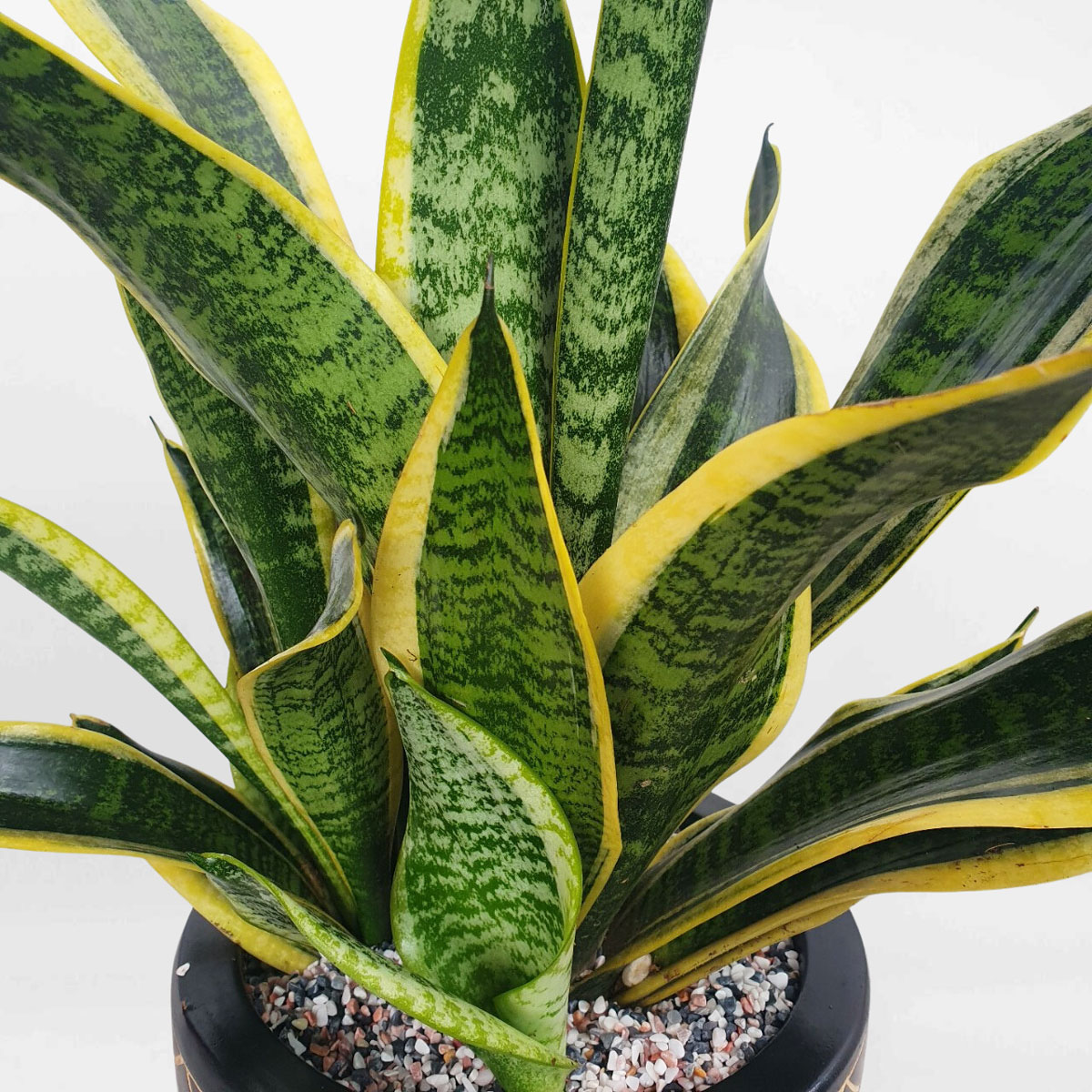 cay luoi ho thai lun de ban chau su 2