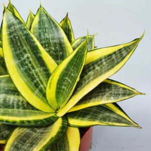 cay luoi ho thai vang mini 2