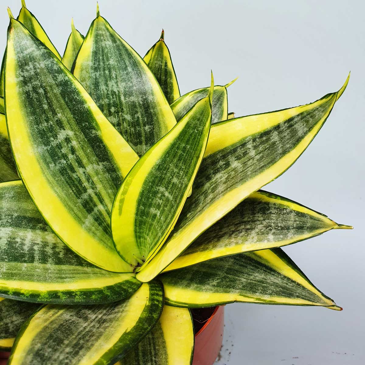 cay luoi ho thai vang mini 2