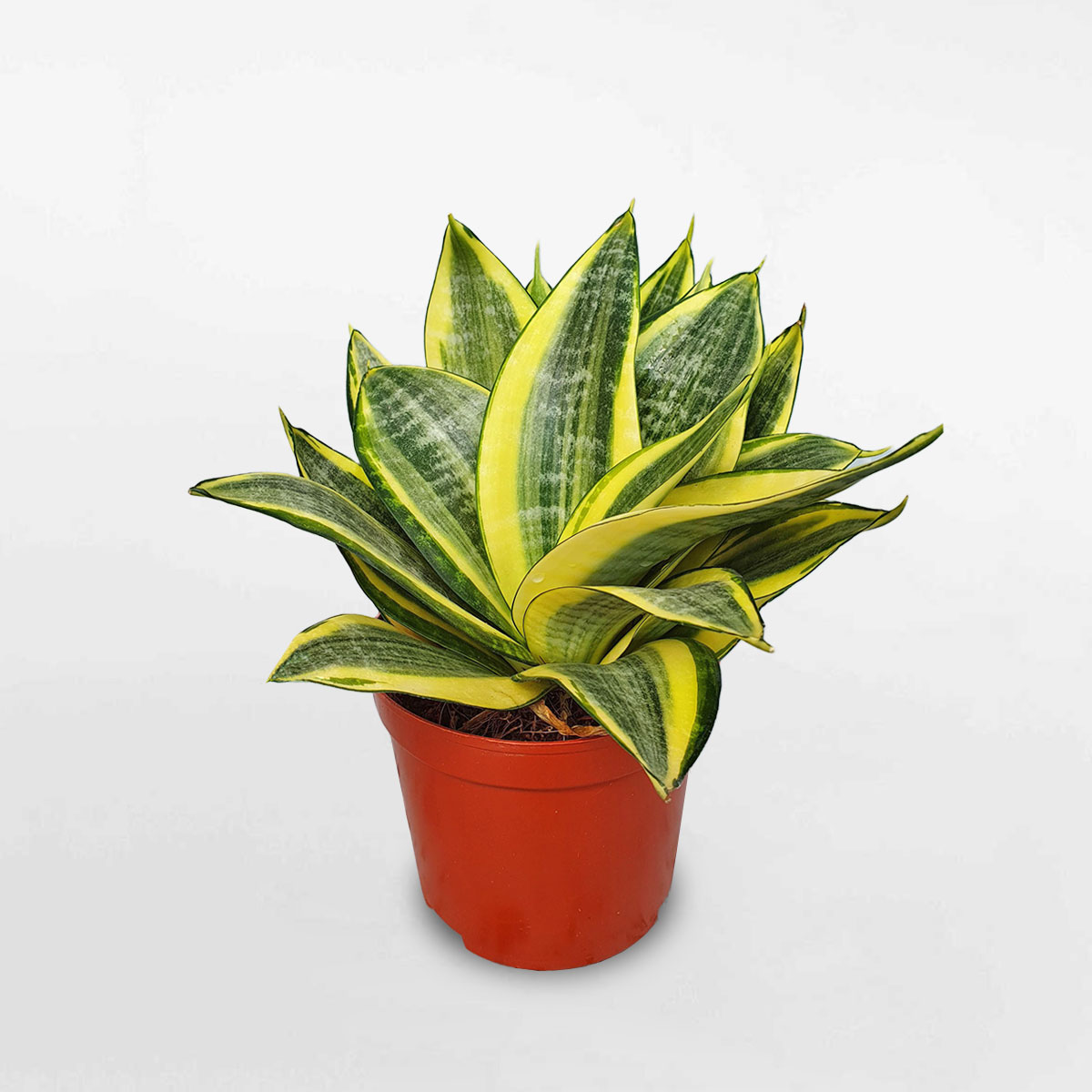 cay luoi ho thai vang mini