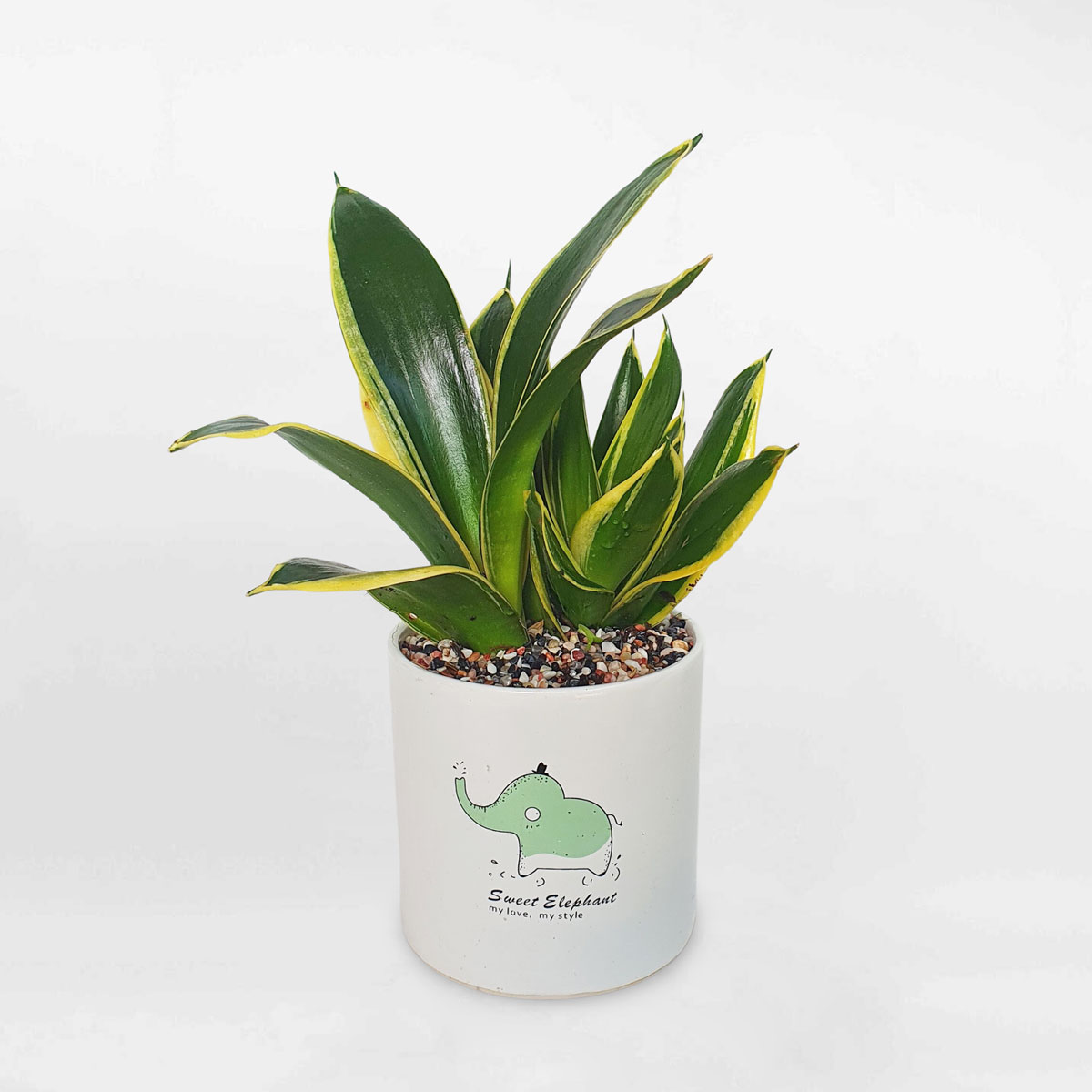 cay luoi ho thai xanh mini 1