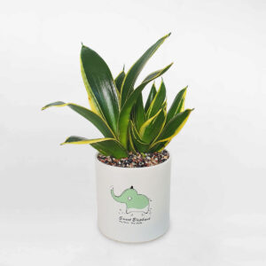 cay luoi ho thai xanh mini 1