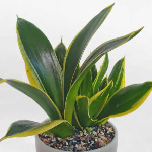 cay luoi ho thai xanh mini 2