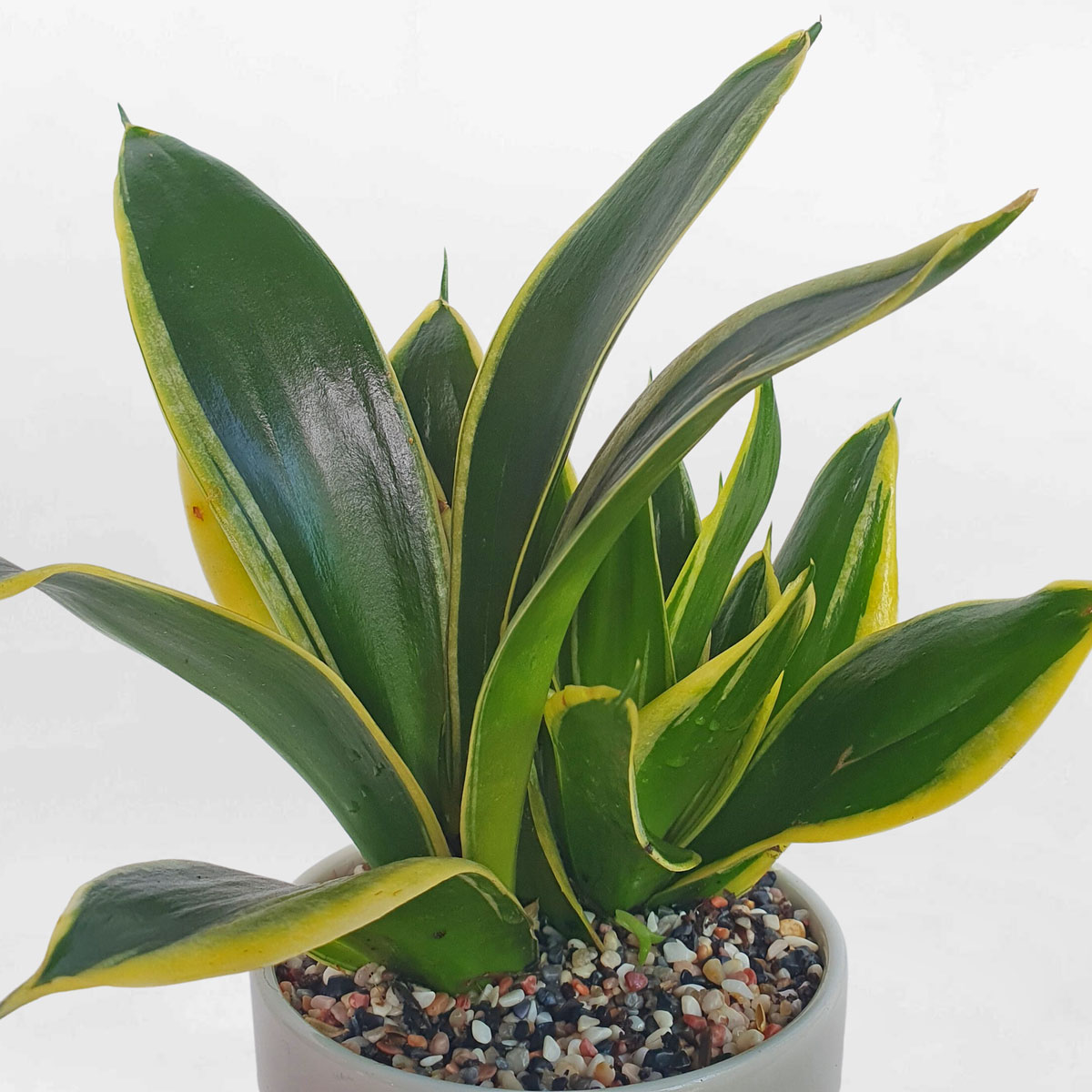 cay luoi ho thai xanh mini 2