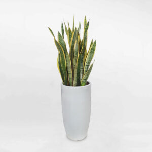 cay luoi ho vang chau su trang 1