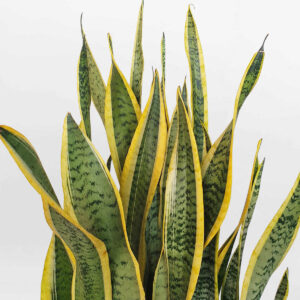 cay luoi ho vang chau su trang 2