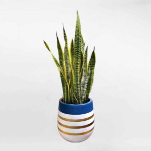 cay luoi ho vang chau xi mang