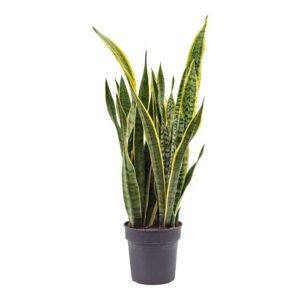 cay luoi ho vang dai Sansevieria trifasciata Laurentii 1