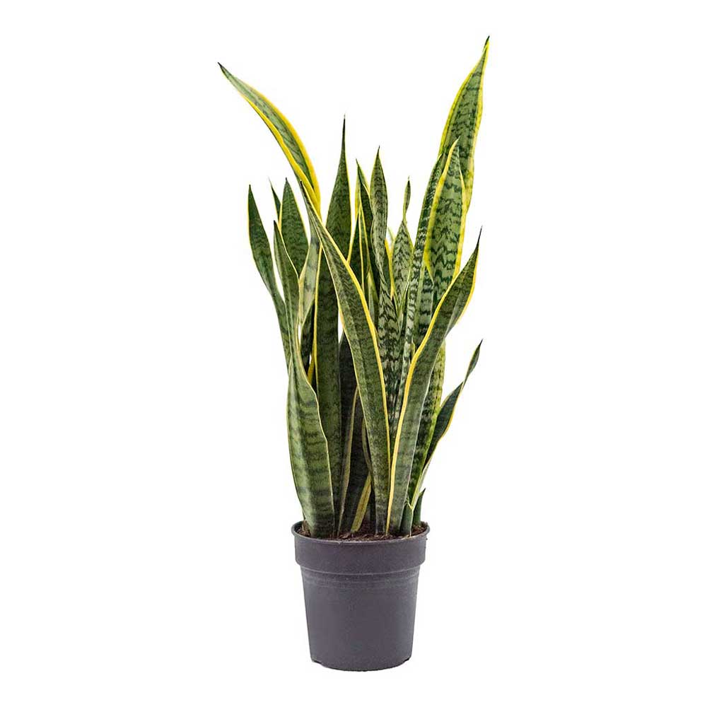 cay luoi ho vang dai Sansevieria trifasciata Laurentii 1
