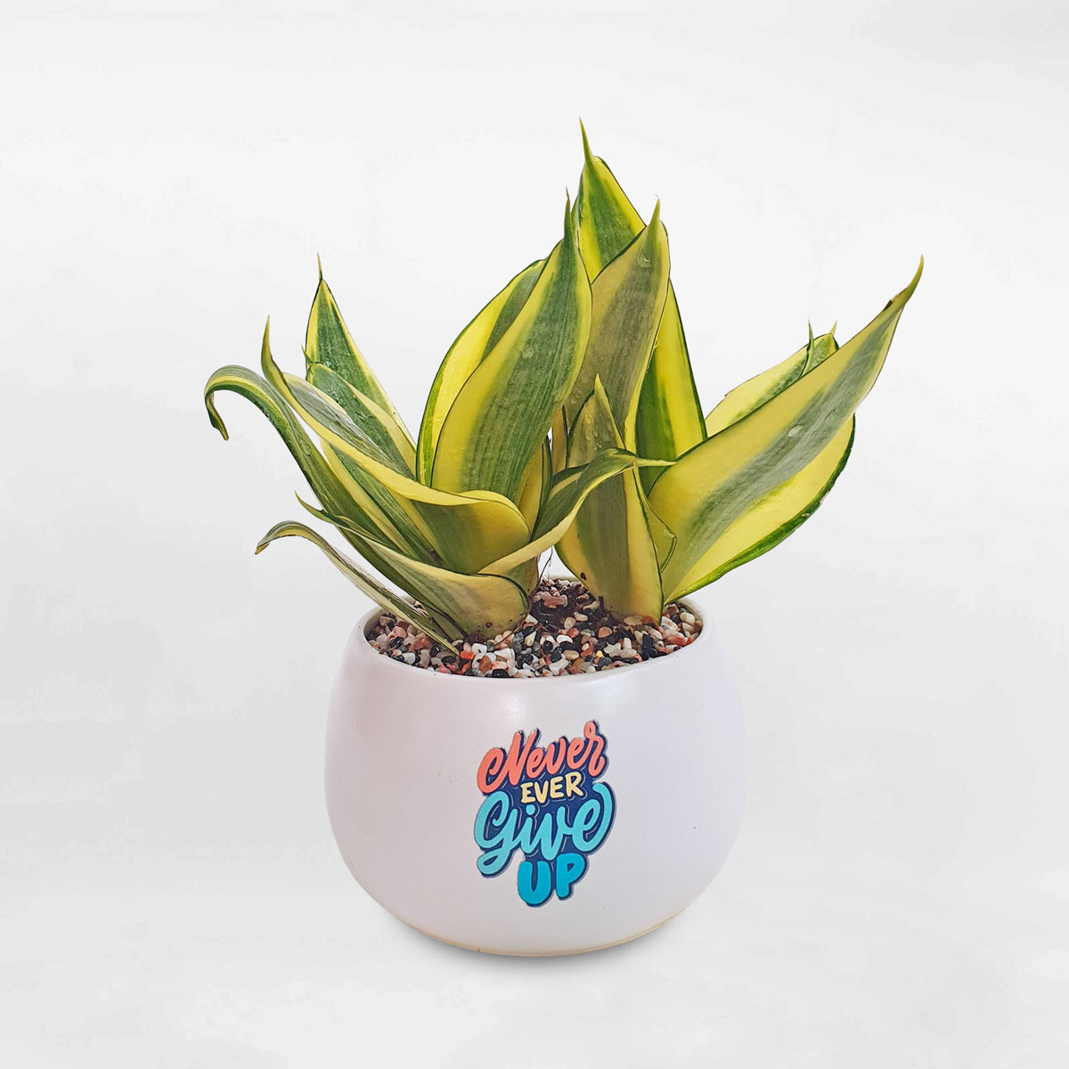 cay luoi ho vang mini chau su trang 1 1