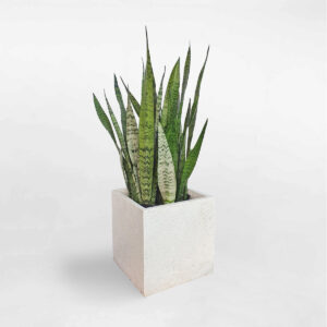 cay luoi ho xanh chau xi mang