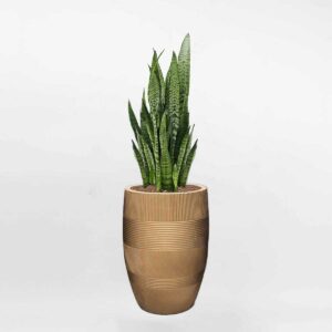 cây lưỡi hổ xanh