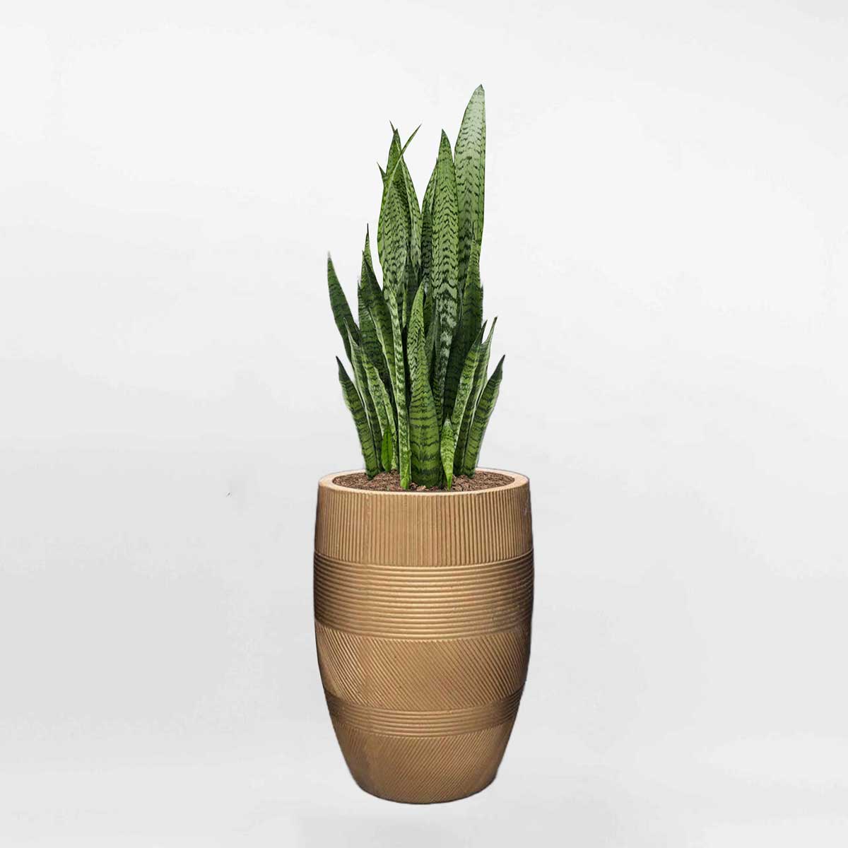 cây lưỡi hổ xanh