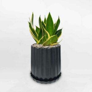 cay luoi ho xanh mini de ban 1