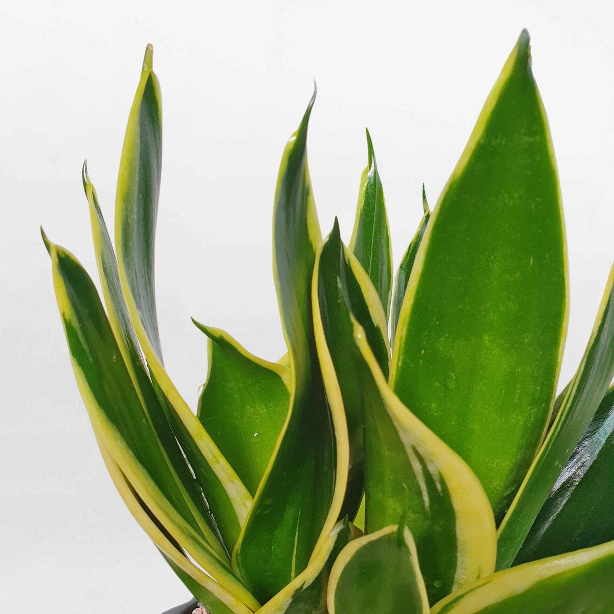 cay luoi ho xanh mini de ban 2