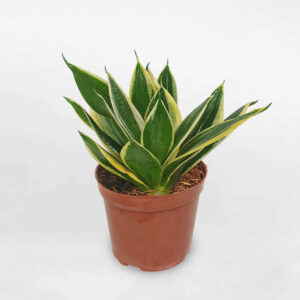 cay luoi ho xanh mini de ban chau uom 1