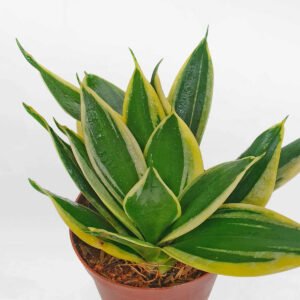 cay luoi ho xanh mini de ban chau uom 2