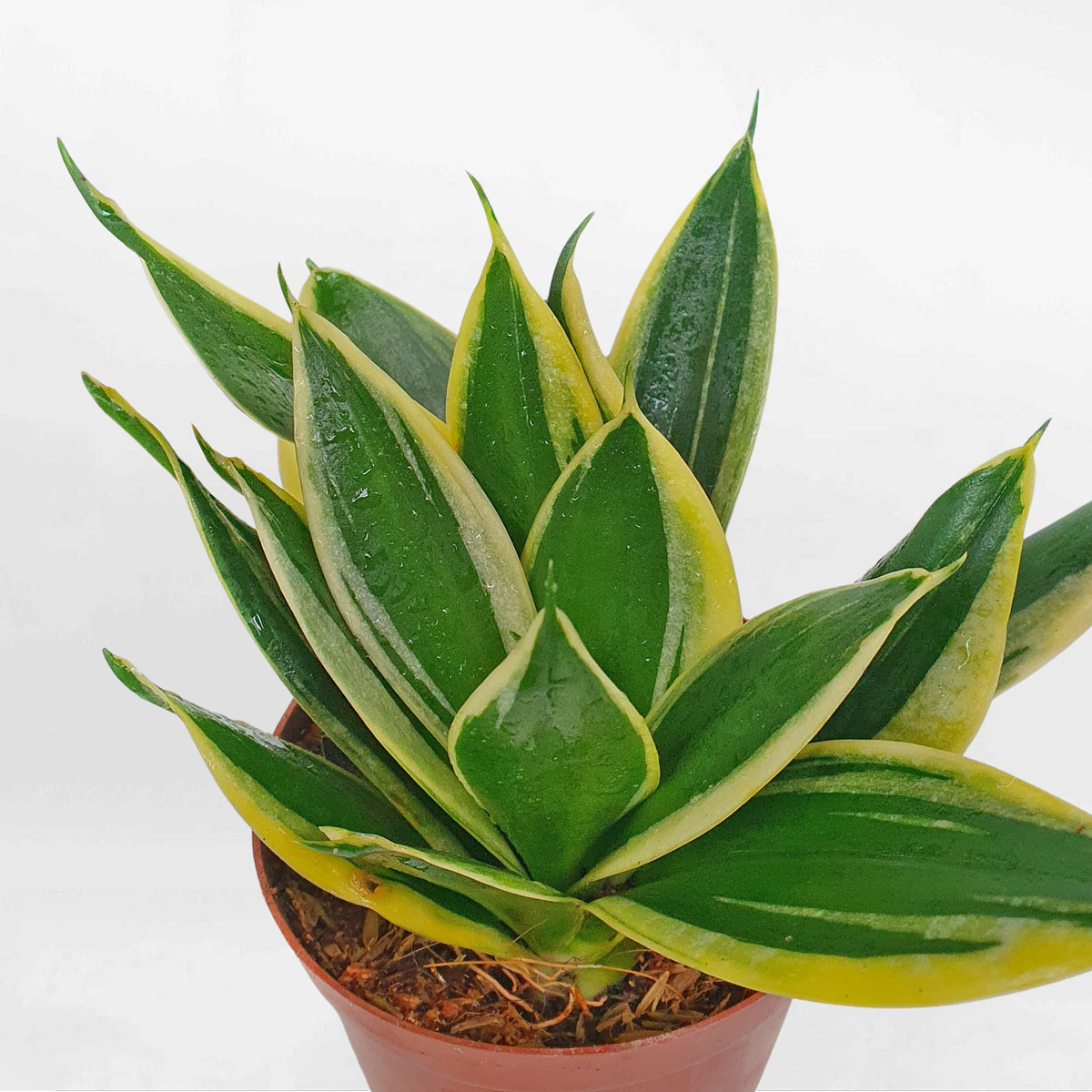 cay luoi ho xanh mini de ban chau uom 2